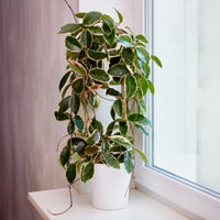 Hoya carnosa Krimson Queen - Wasplant - Hangplanten voor binnen