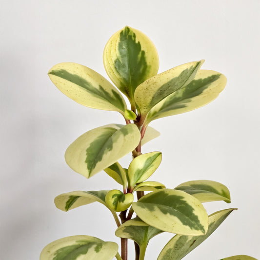 Pepromia Obtipan Bicolor - Bakker