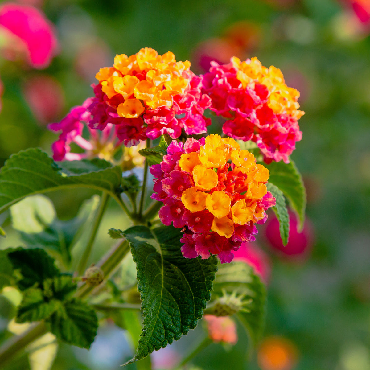 3 Lantana Passievrucht - Lantana Passionfruit - Bakker