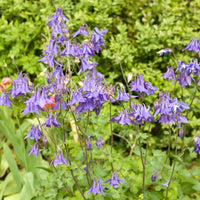 Akelei - Aquilegia vulgaris - Bakker