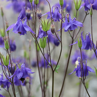 Aquilegia vulgaris - Akelei - Akelei