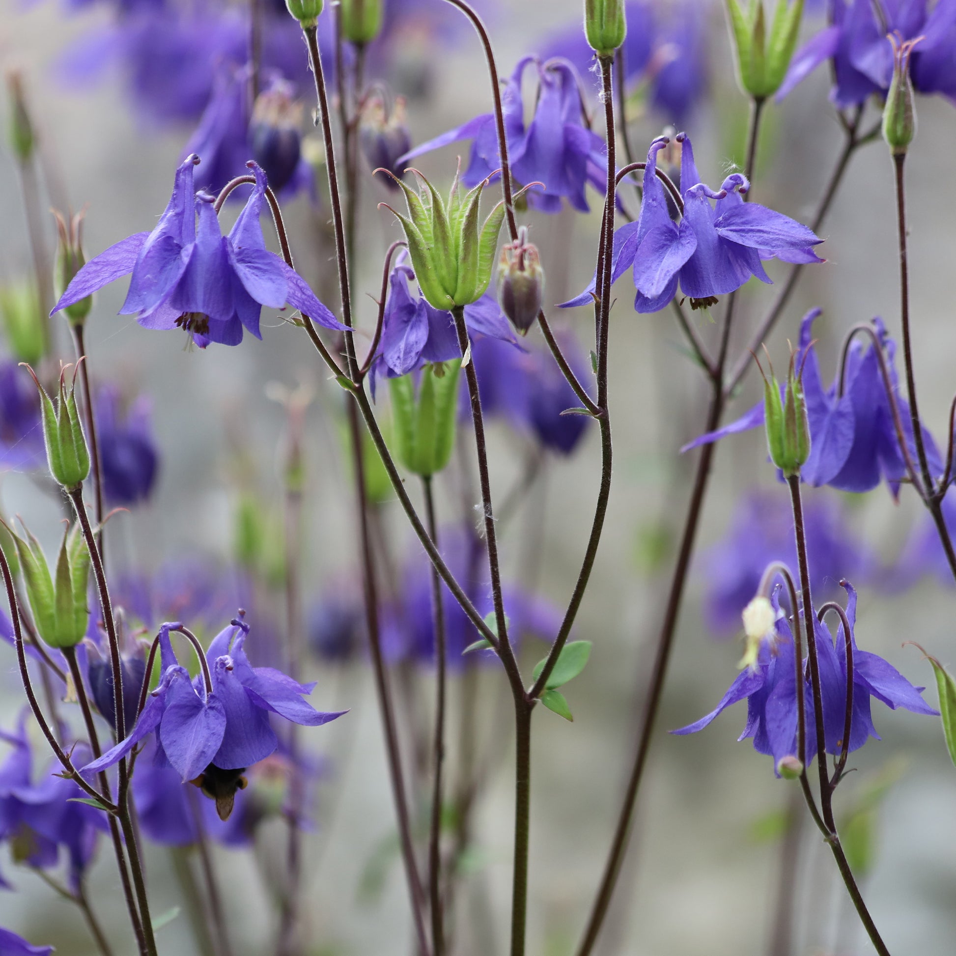 Aquilegia vulgaris - Akelei - Akelei