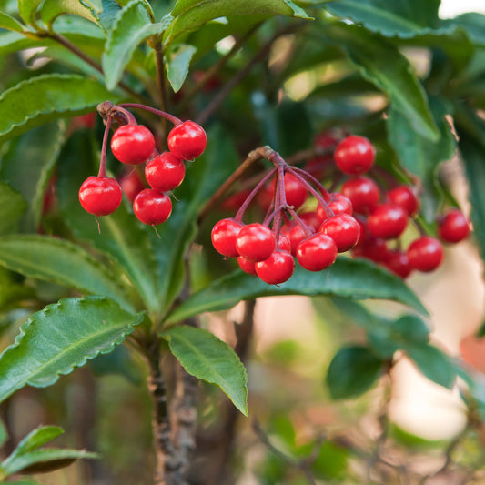 Koraalbes (Christmas berry)