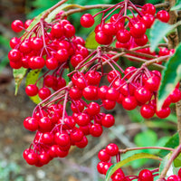 Kamerplanten met bloemen - Koraalbes (Christmas berry) - Ardisia crenata
