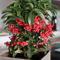 Koraalbes (Christmas berry) - Ardisia crenata - Bakker