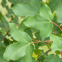 Esdoorn - Montpellier esdoorn - Acer monspessulanum