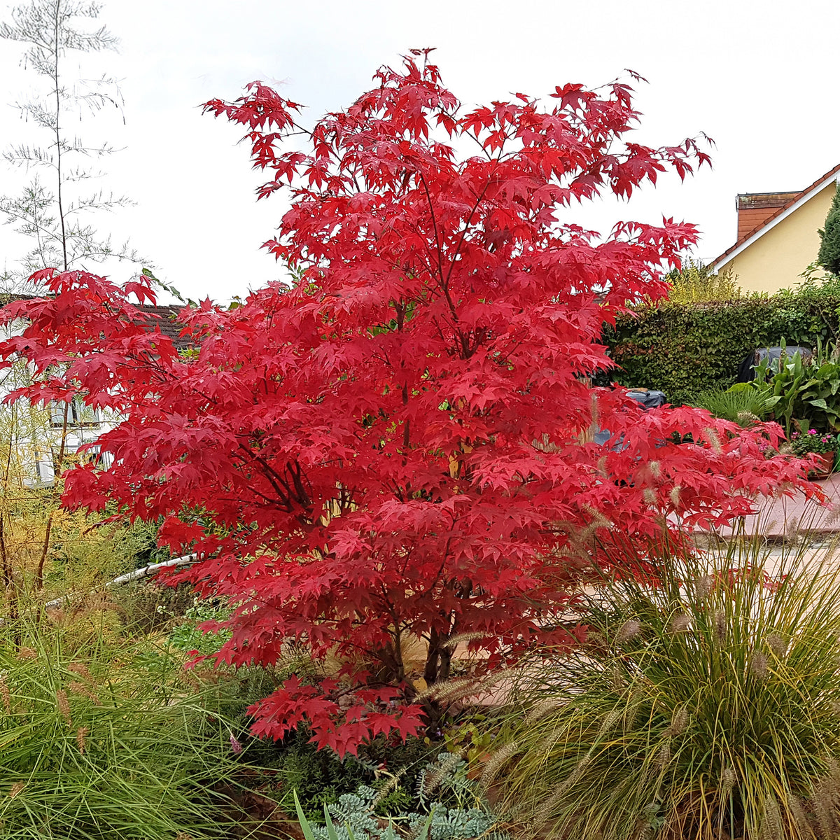 Japanse esdoorn Osakazuki - Acer palmatum Osakazuki - Bakker