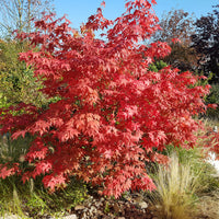 Japanse esdoorn Osakazuki - Acer palmatum Osakazuki - Bakker
