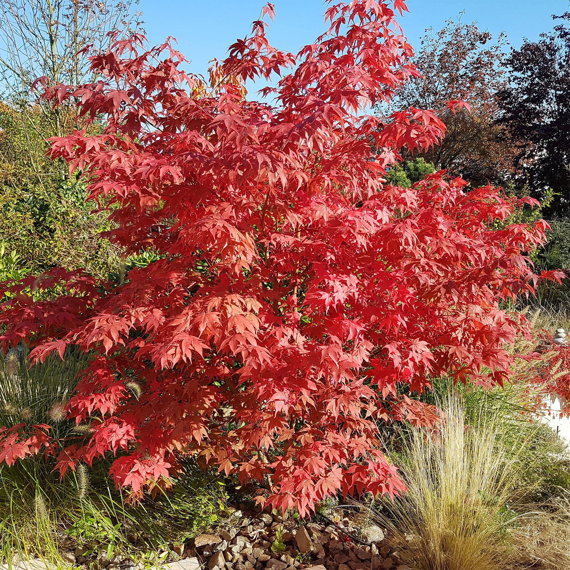Japanse esdoorn Osakazuki - Acer palmatum Osakazuki - Bakker