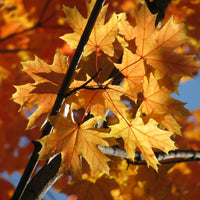 Esdoorn - Noorse esdoorn - Acer platanoides