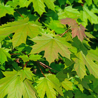 Acer platanoides - Noorse esdoorn - Esdoorn