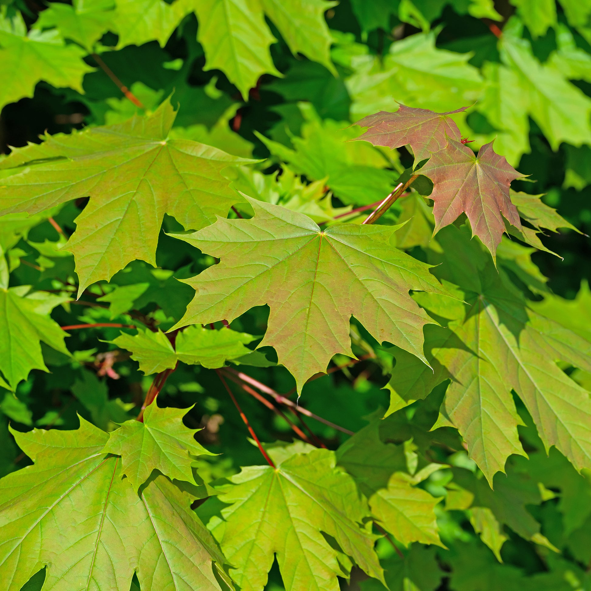 Acer platanoides - Noorse esdoorn - Esdoorn