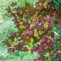 Gewone esdoorn Atropurpureum - Bakker