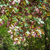 Gewone esdoorn Atropurpureum - Bakker