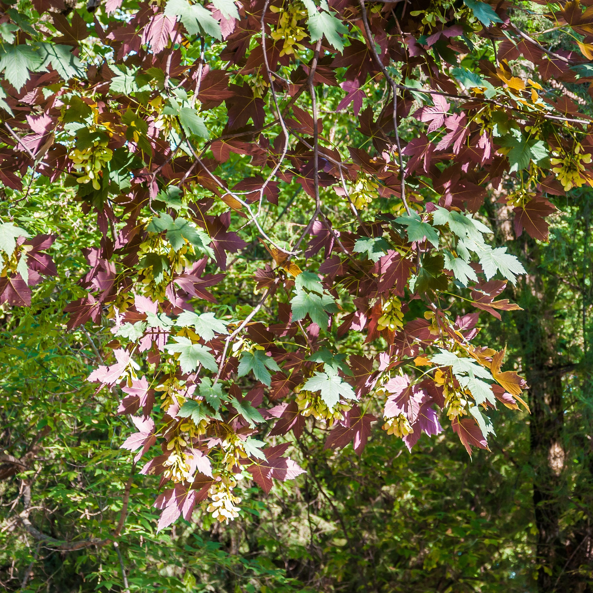 Gewone esdoorn Atropurpureum - Bakker