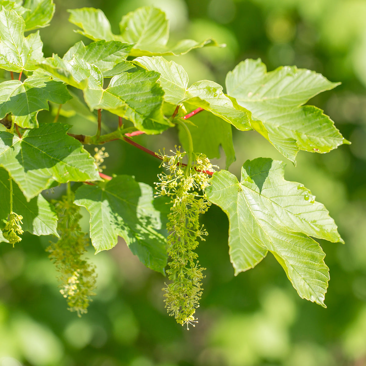 Esdoorn - Gewone esdoorn - Acer pseudoplatanus