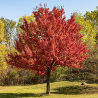 Zilveresdoorn - Bakker