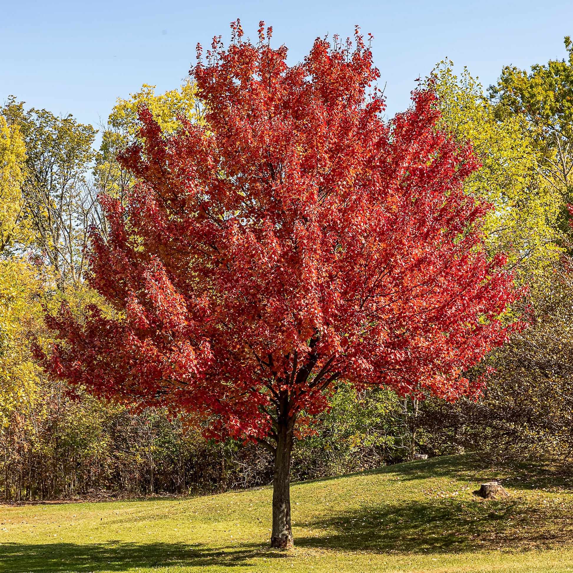 Zilveresdoorn - Bakker
