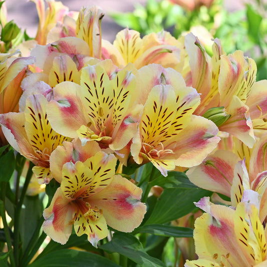 Incalelie - Alstroemeria Hertog van Anjou Jean - Bakker