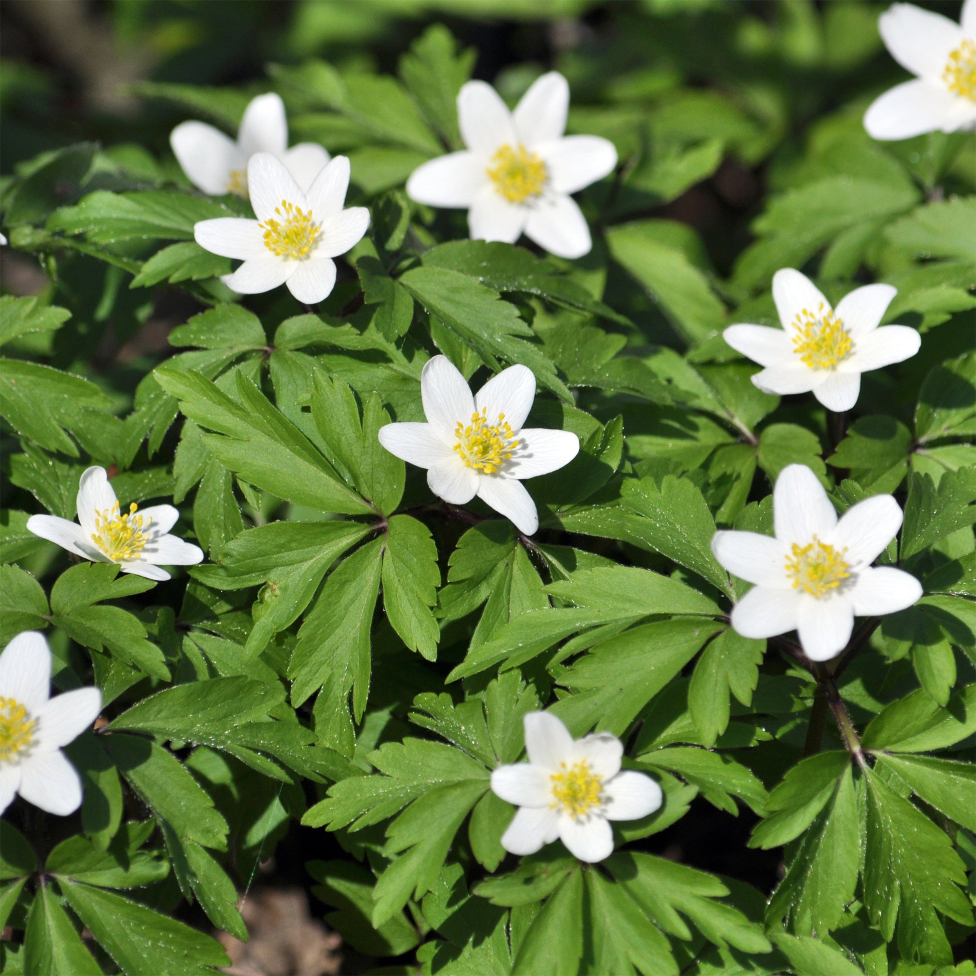 Anemone nemorosa - Bosanemoon - Anemoon