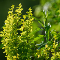 Berberis thunbergii Green Carpet - Berberis Green Carpet - Bodembedekkers