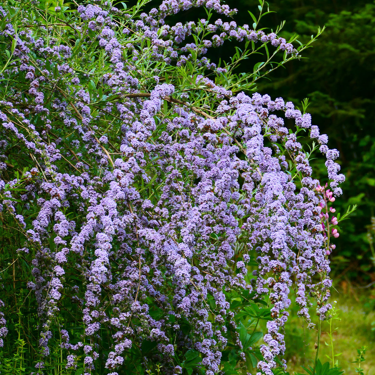 Buddleja alternifolia - Vlinderstruik met afwisselende bladeren - Vlinderstruik - Buddleja