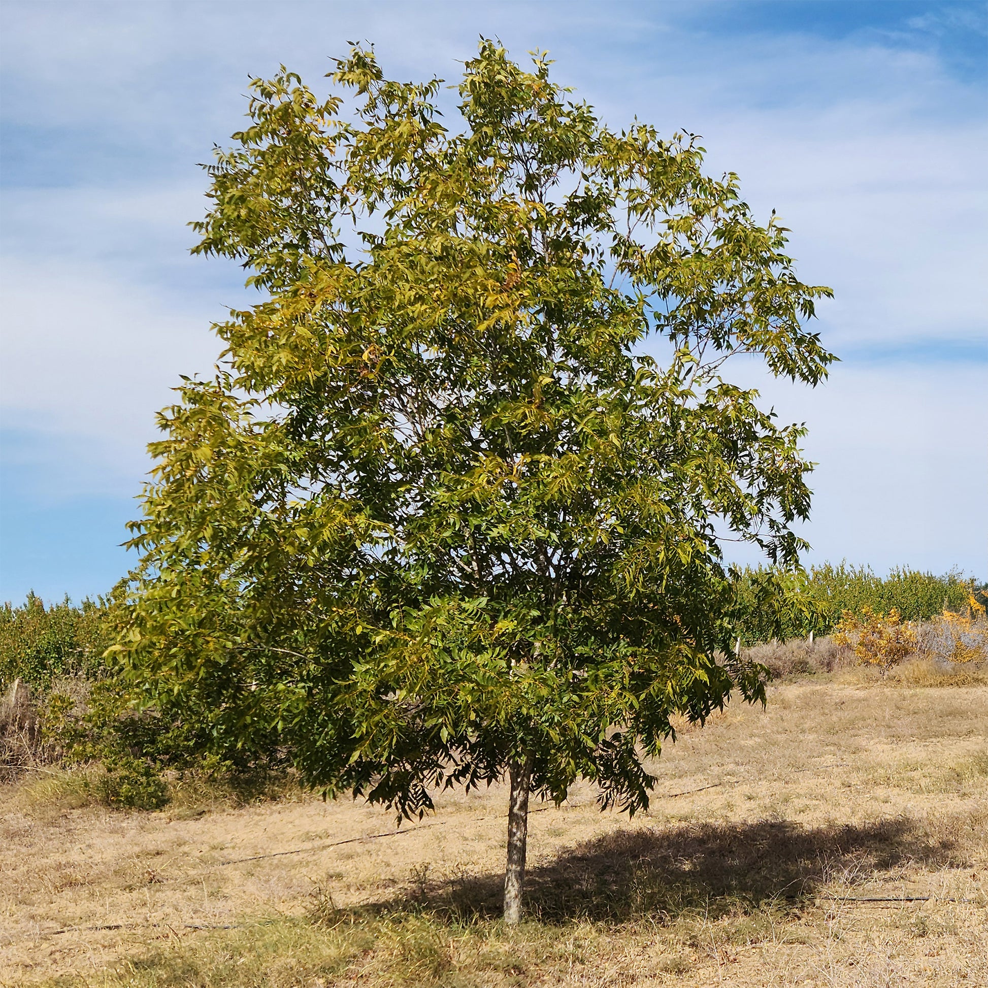 Pecannoot - Carya illinoinensis - Bakker