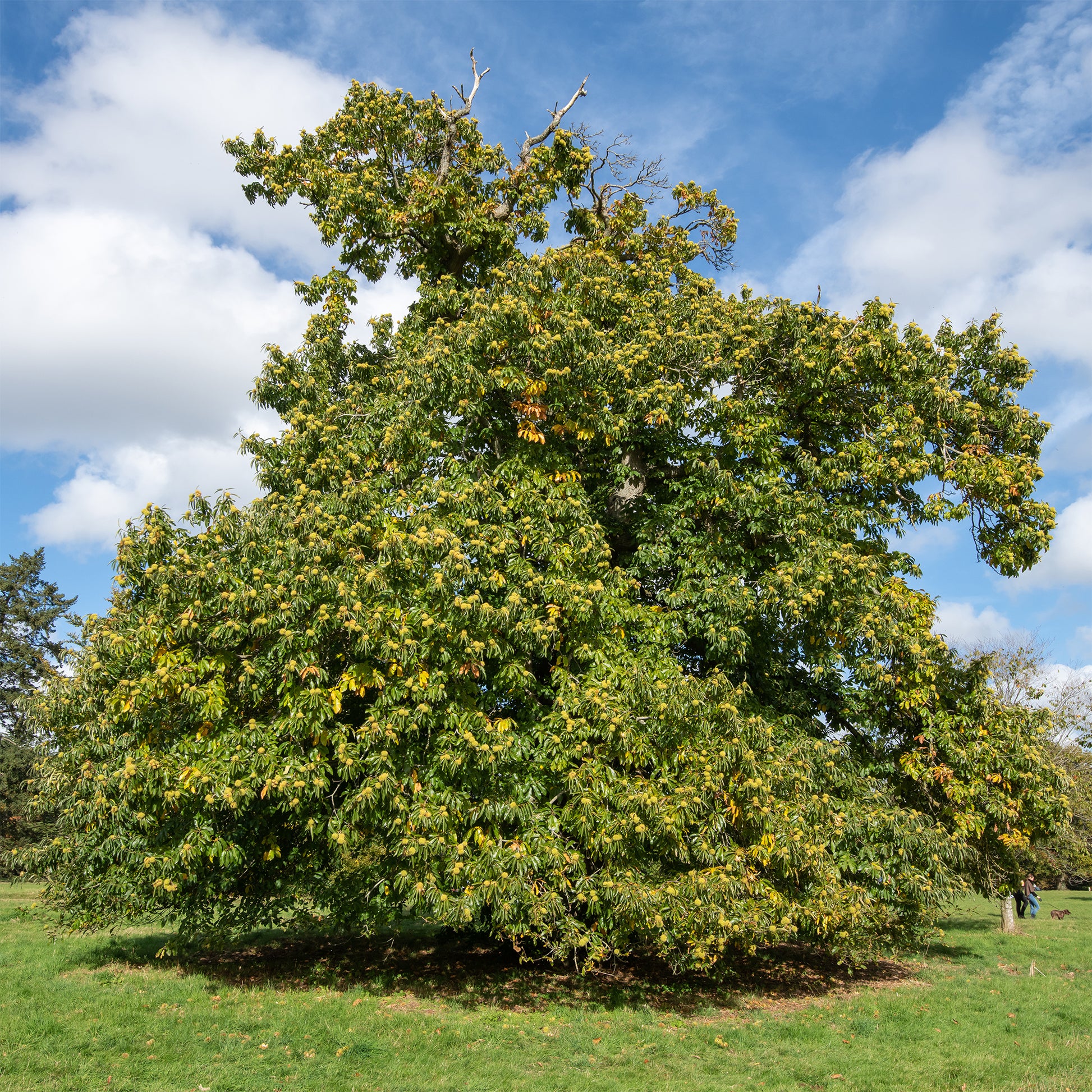 Kastanjeboom Marsol - Castanea sativa Marsol - Bakker