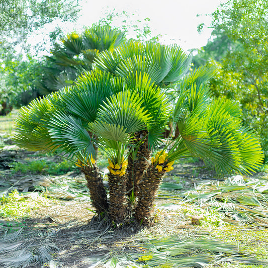 Dwergpalm Vulcano - Bakker