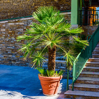Verkoop Dwergpalm Vulcano - Chamaerops humilis Vulcano 