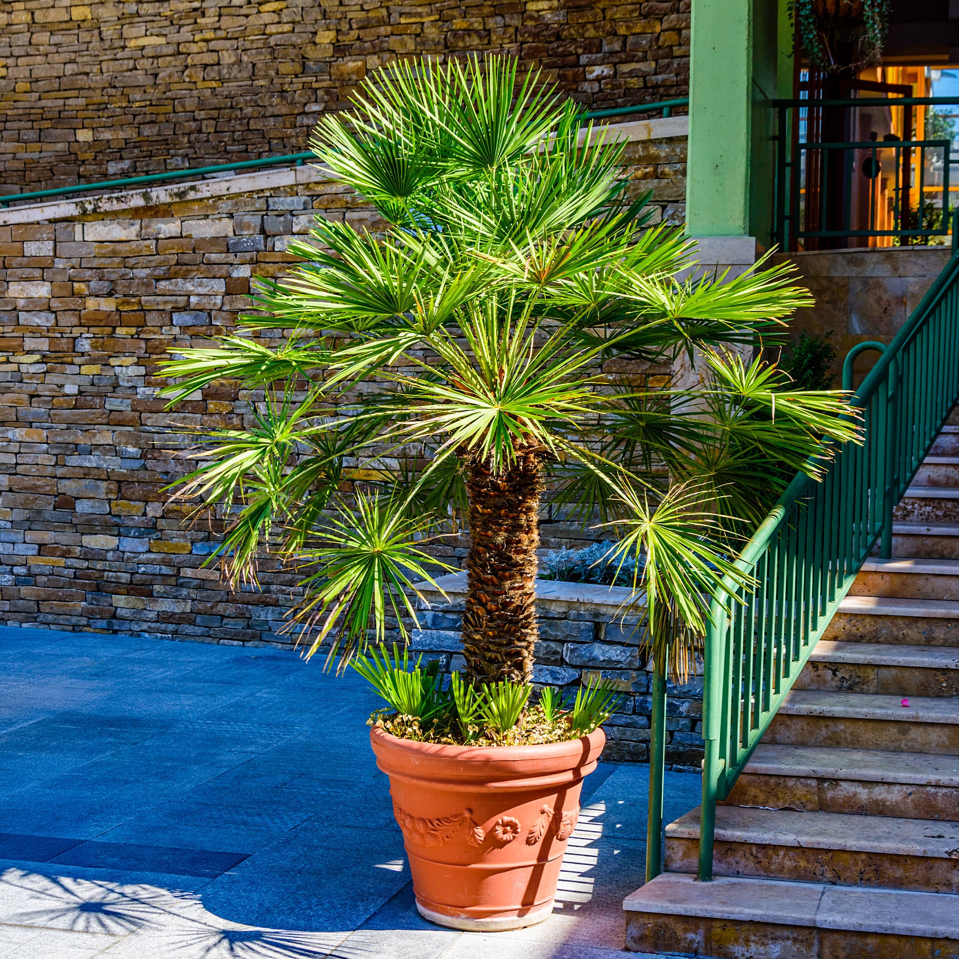 Verkoop Dwergpalm Vulcano - Chamaerops humilis Vulcano 