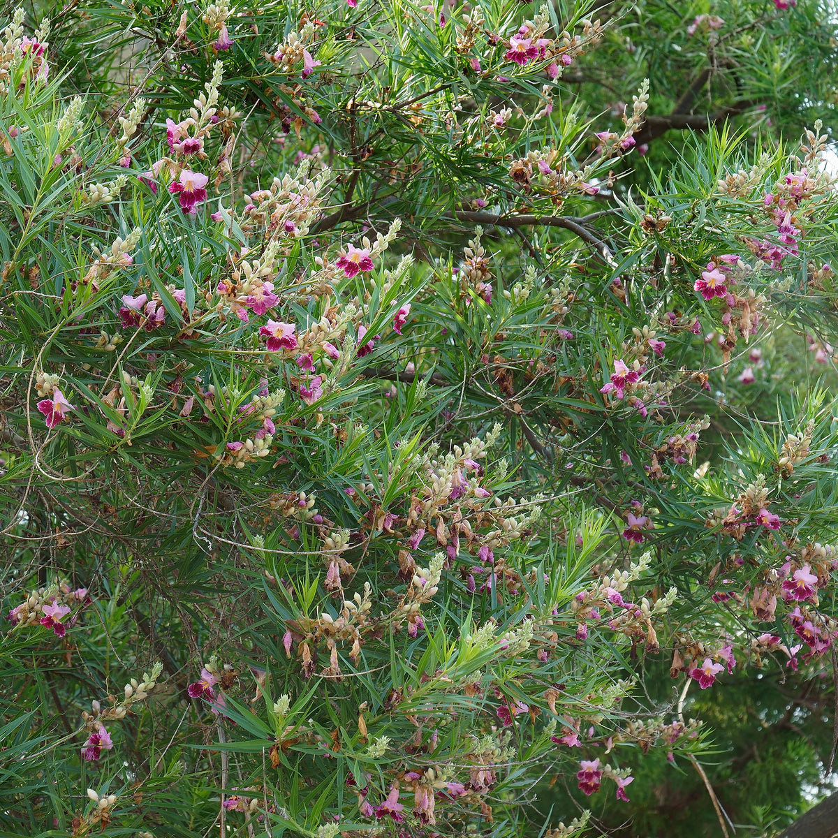 Woestijnwilg - Chilopsis linearis - Bakker