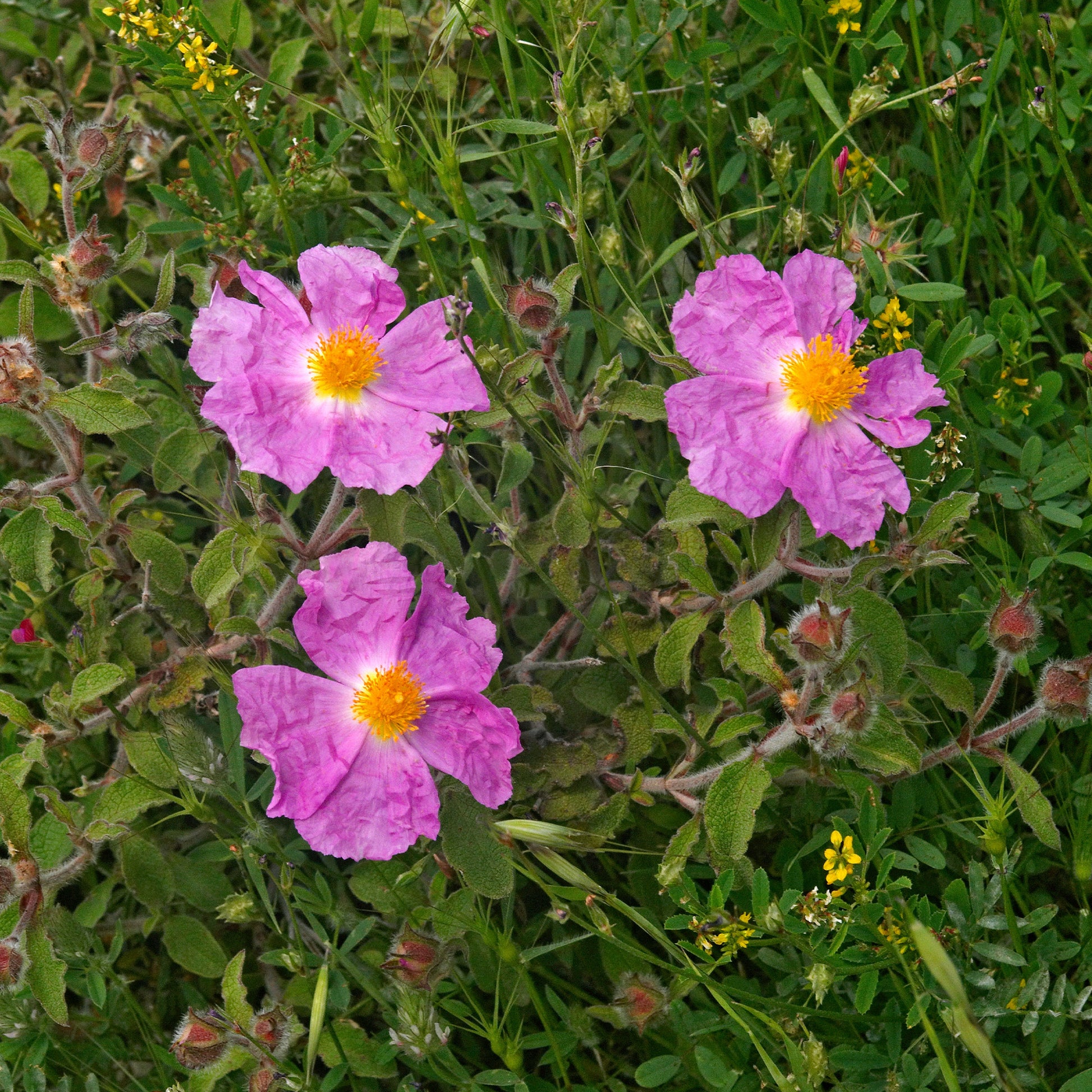 Kretenzische cistus - Cistus creticus - Bakker