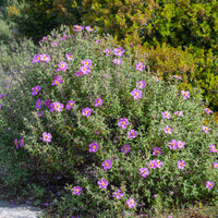 Kretenzische cistus - Bakker
