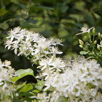 Bosrank terniflora Sweet Autumn - Bakker