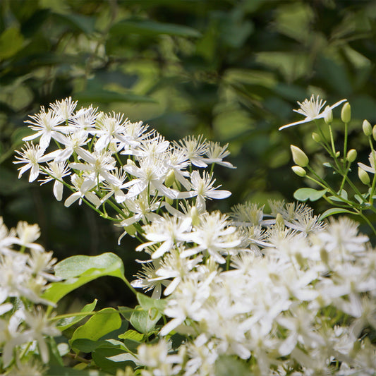 Bosrank terniflora Sweet Autumn - Bakker