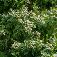 Clerodendrum trichotomum - Clerodendrum - Bloeiende heesters