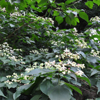 Verkoop Clerodendrum - Clerodendrum trichotomum