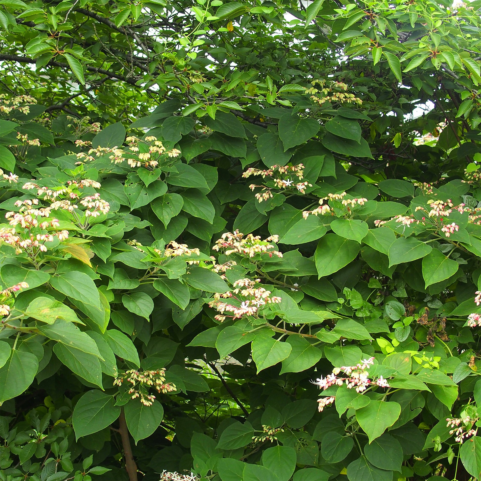 Clerodendrum - Clerodendrum trichotomum - Bakker