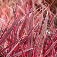 Australische cordyline Festival Raspberry® - Bakker