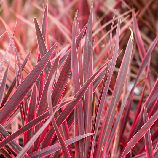 Australische cordyline Festival Raspberry® - Bakker