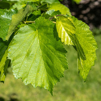 Hazelaar - Byzantijnse hazelaar - Corylus colurna