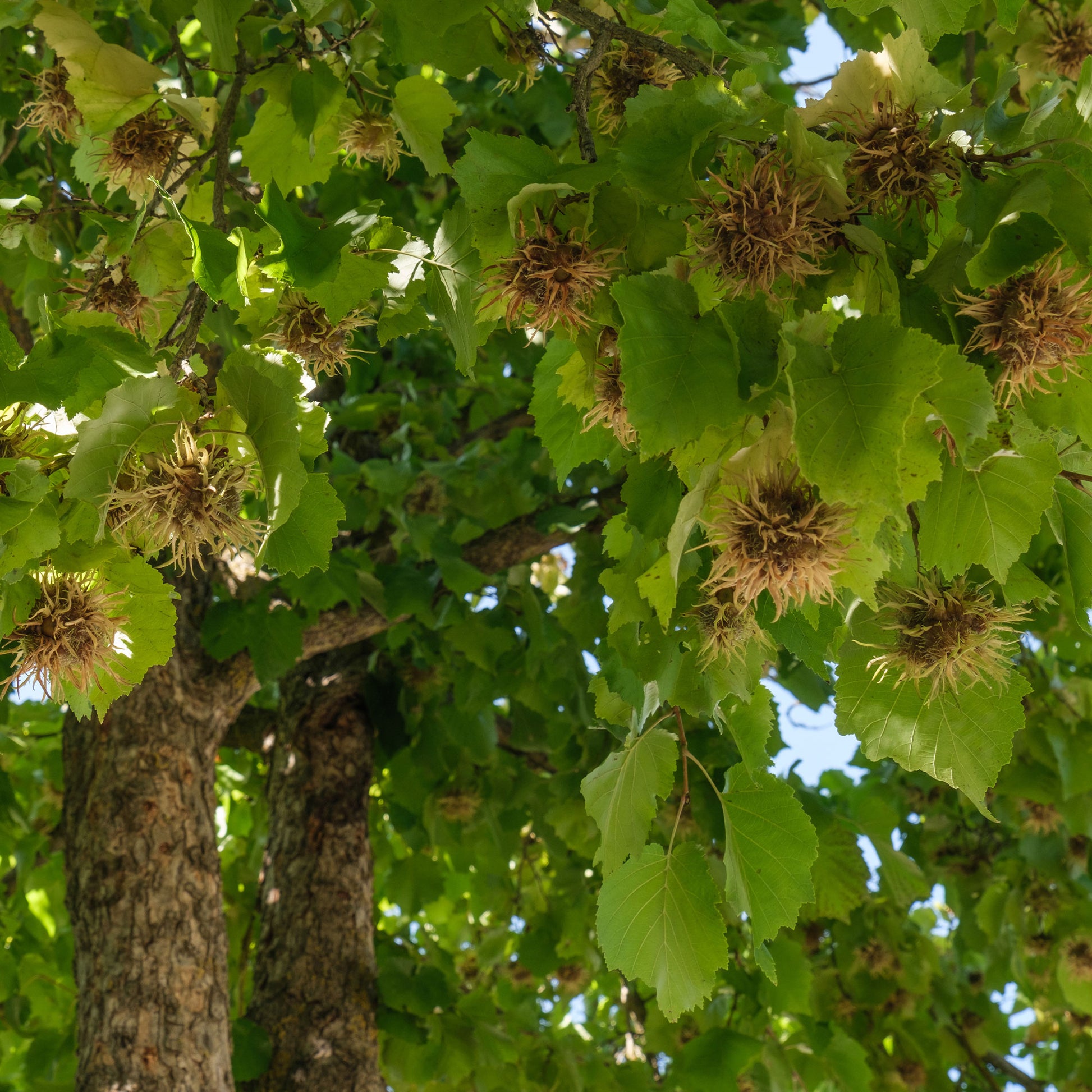 Corylus colurna - Byzantijnse hazelaar - Hazelaar