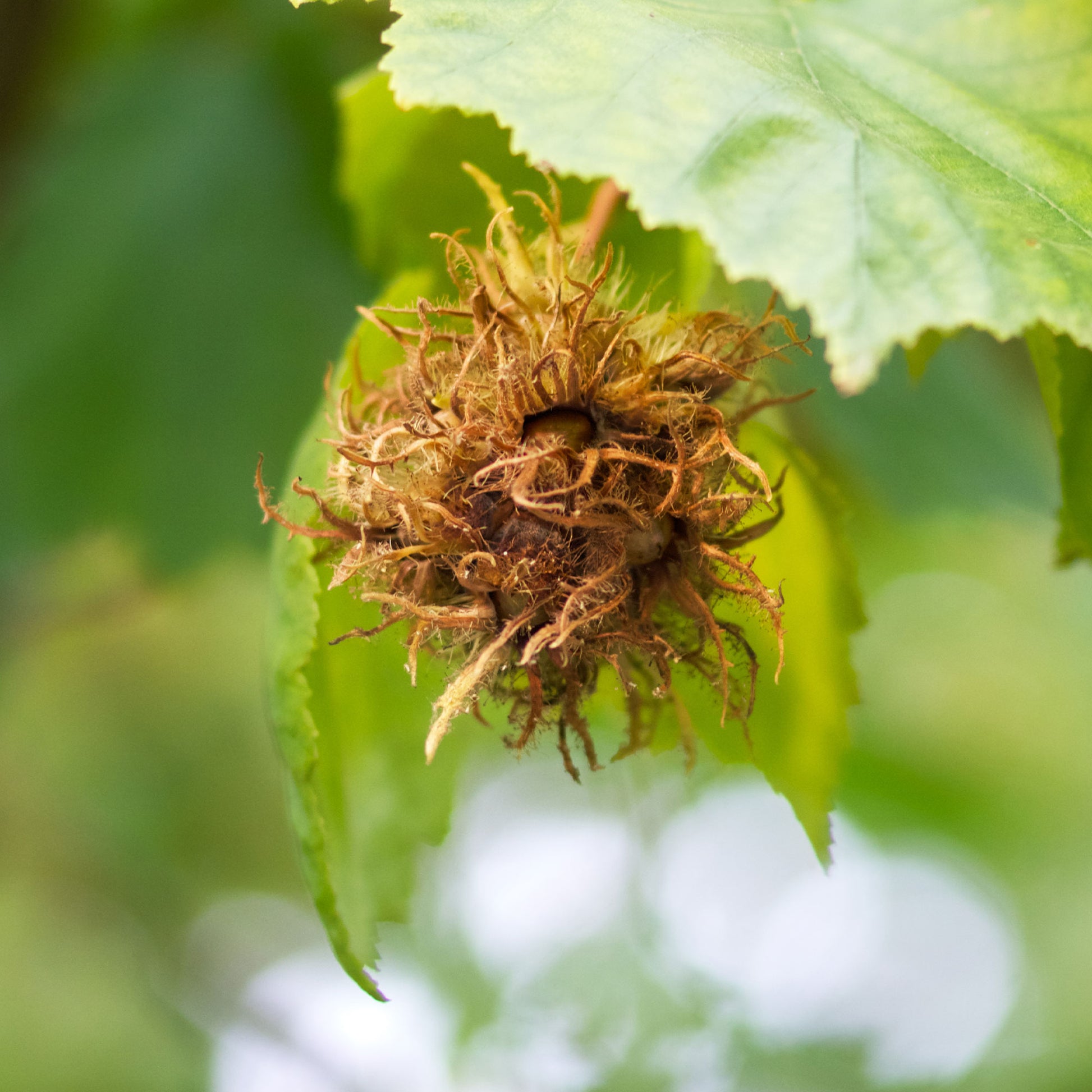 Verkoop Byzantijnse hazelaar - Corylus colurna