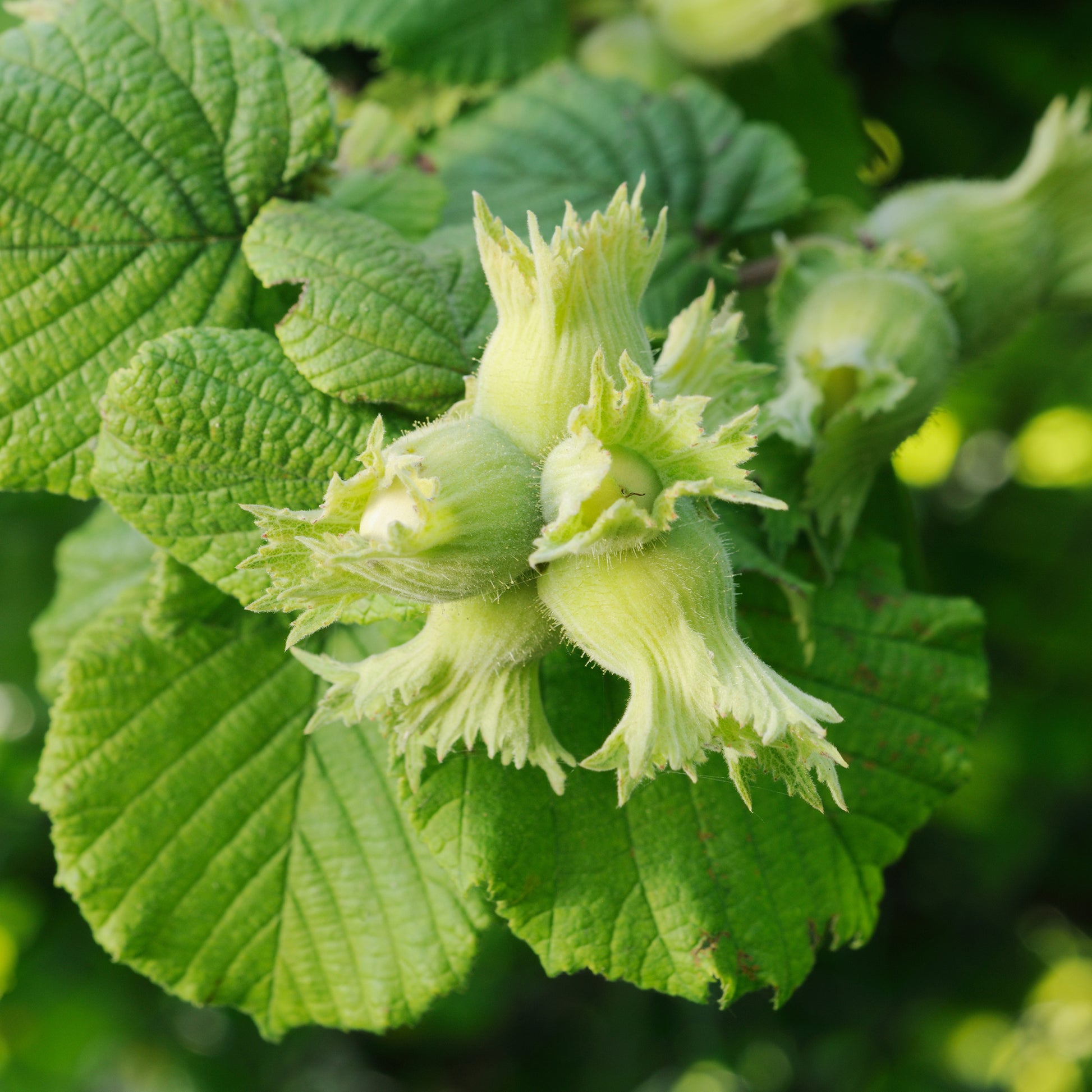 Gewone hazelaar Merveille de Bollwiller - Corylus maxima Merveille de Bollwiller - Bakker