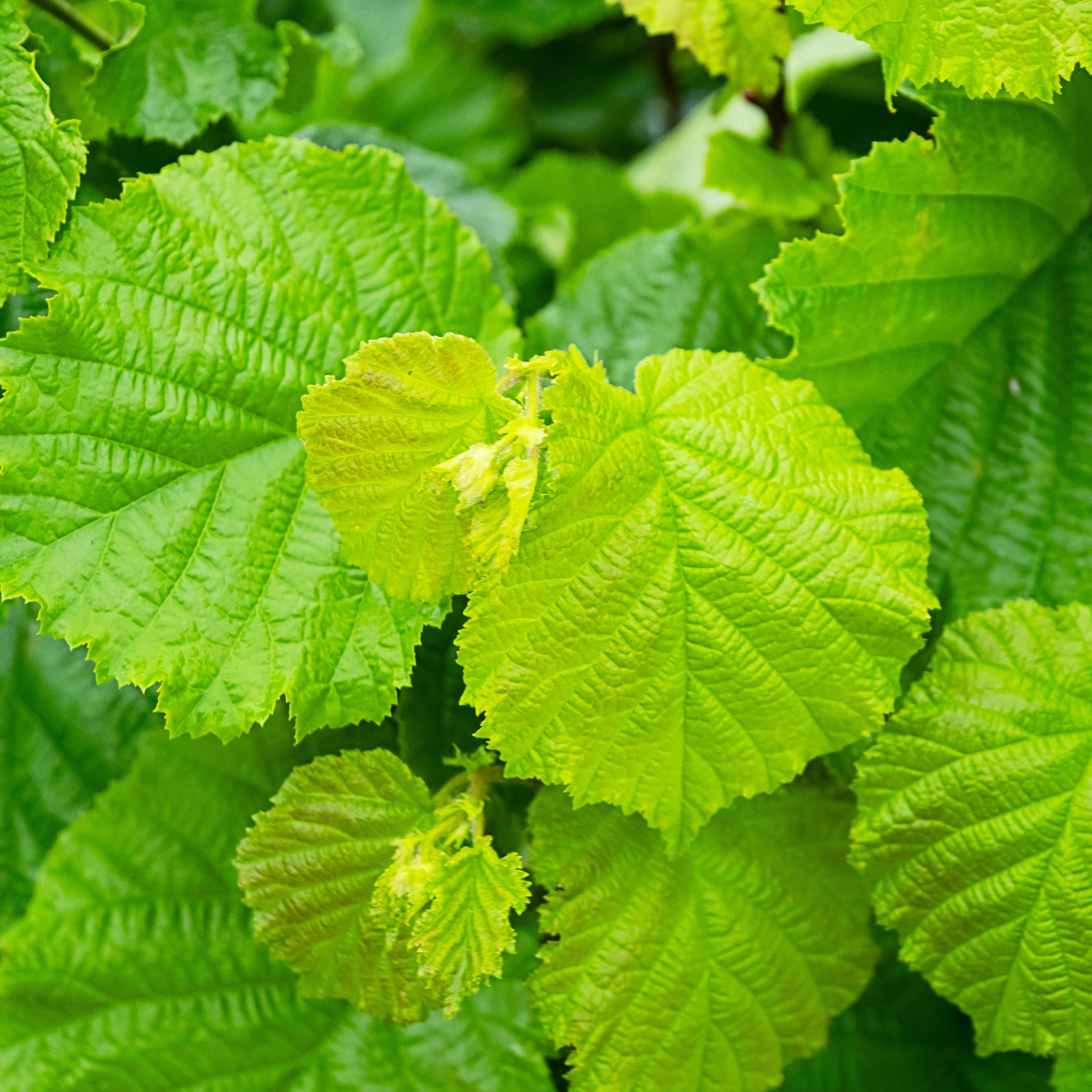 Verkoop Gewone hazelaar Merveille de Bollwiller - Corylus maxima Merveille de Bollwiller