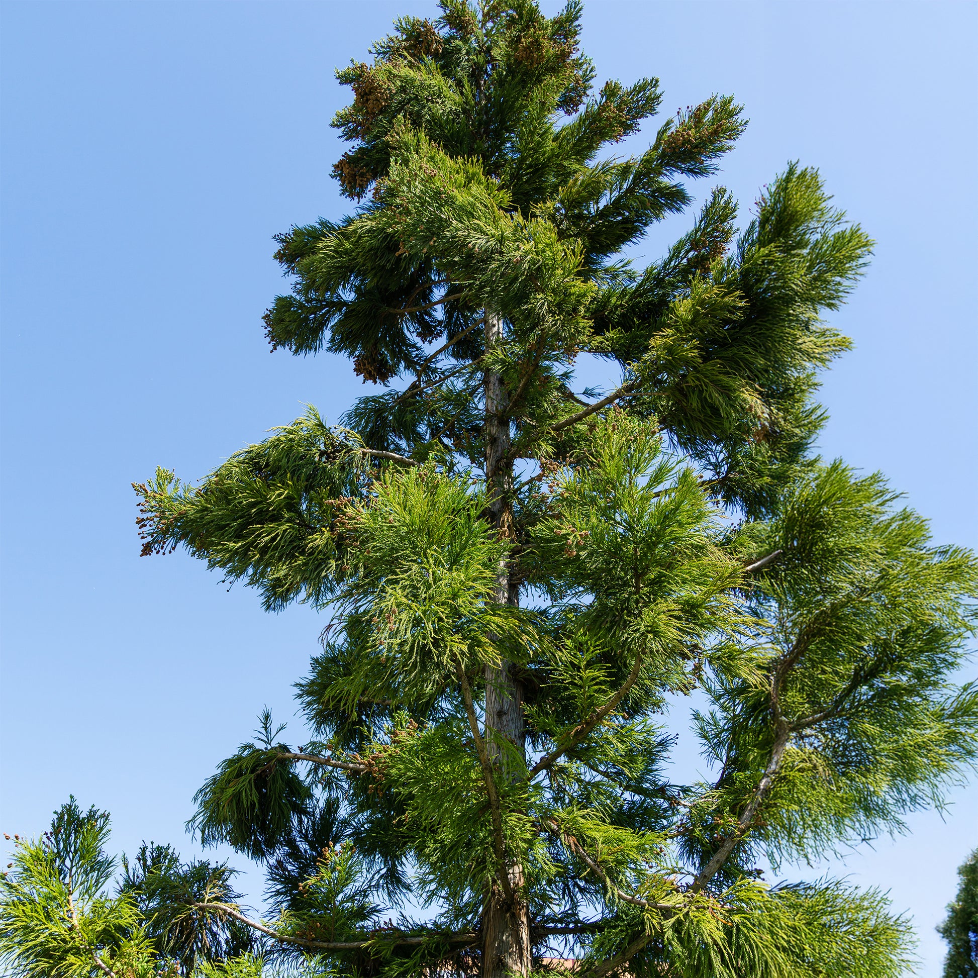 Cryptomeria japonica - Japanse ceder Cryptomeria - Coniferen