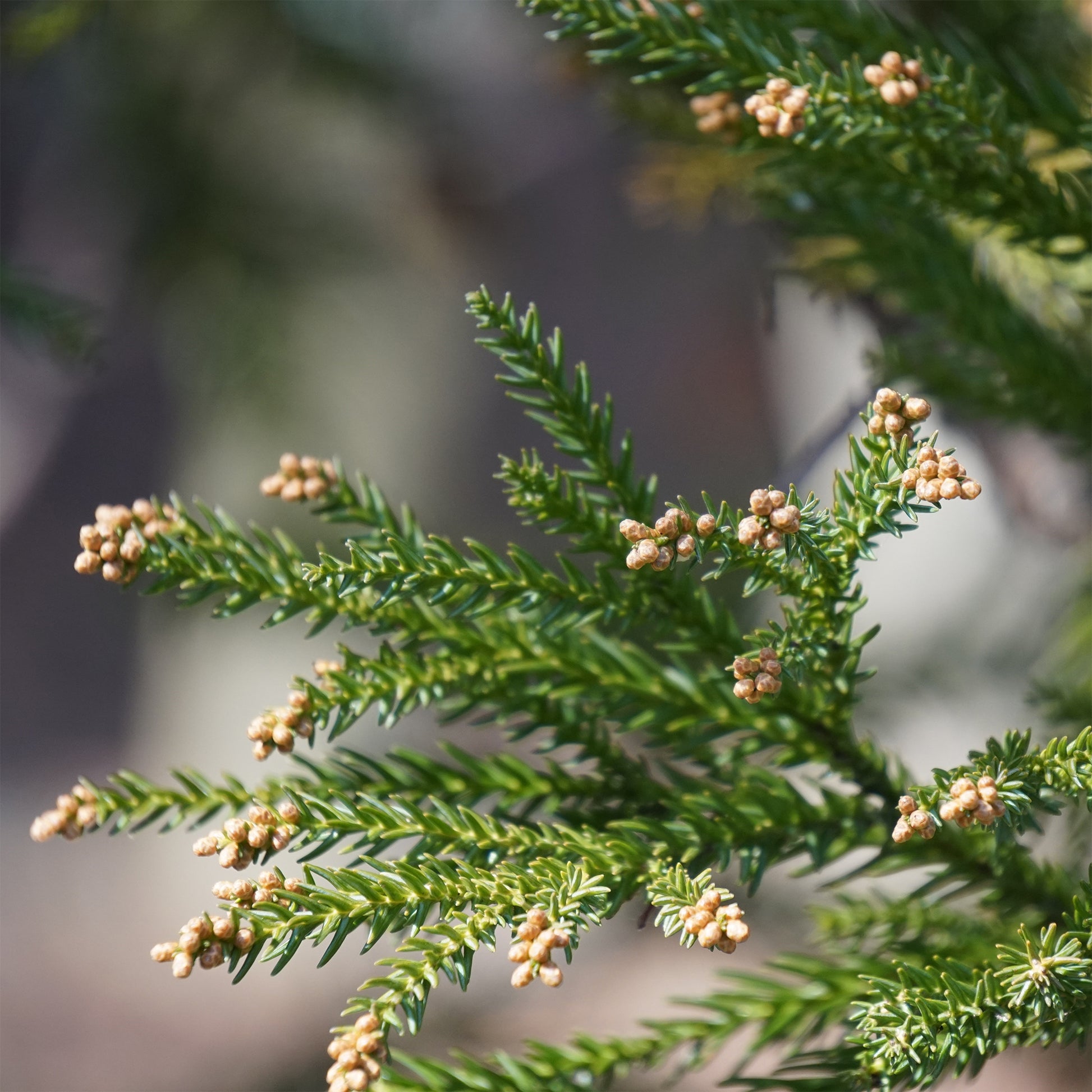 Japanse ceder Cryptomeria - Bakker