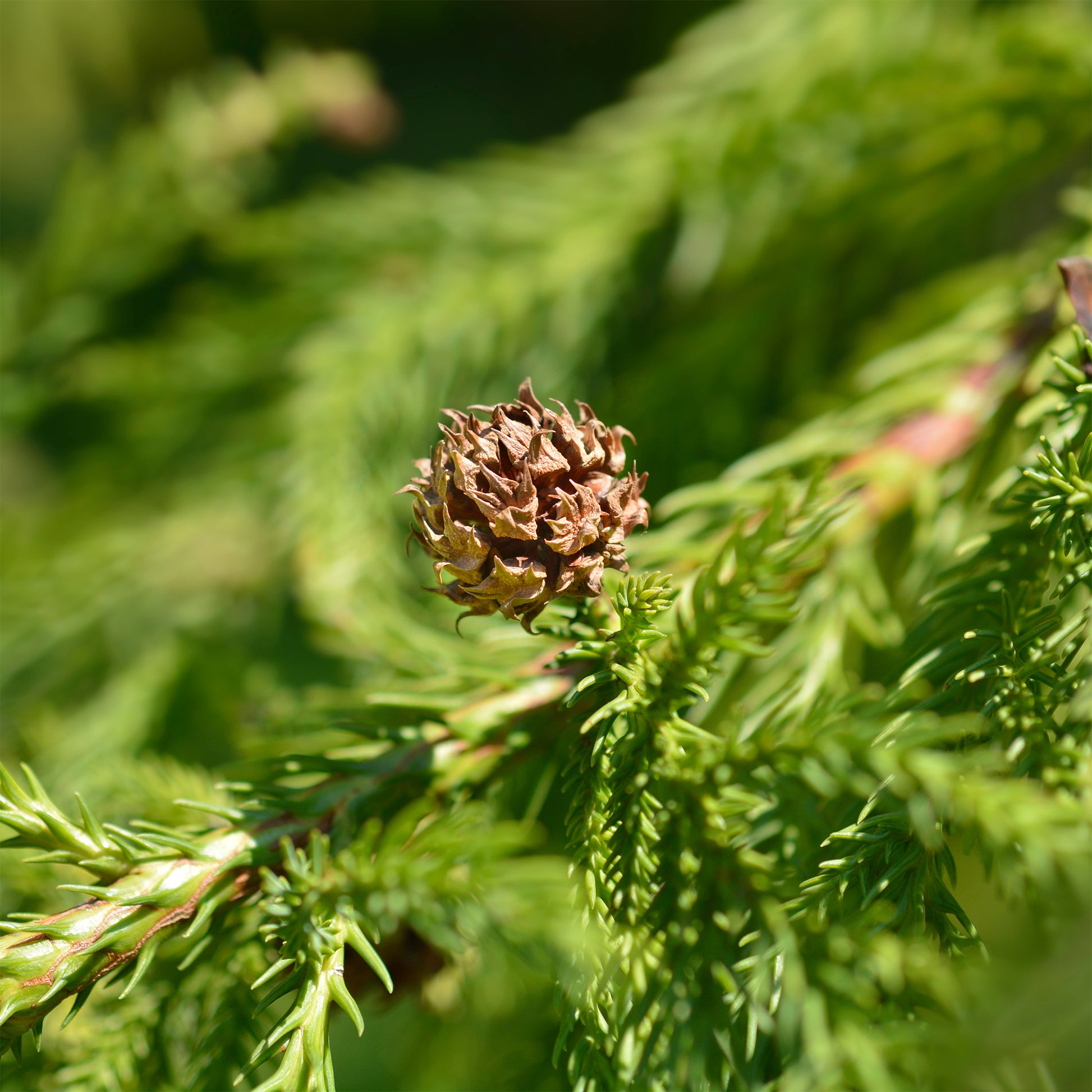 Japanse ceder Cryptomeria - Cryptomeria japonica - Bakker