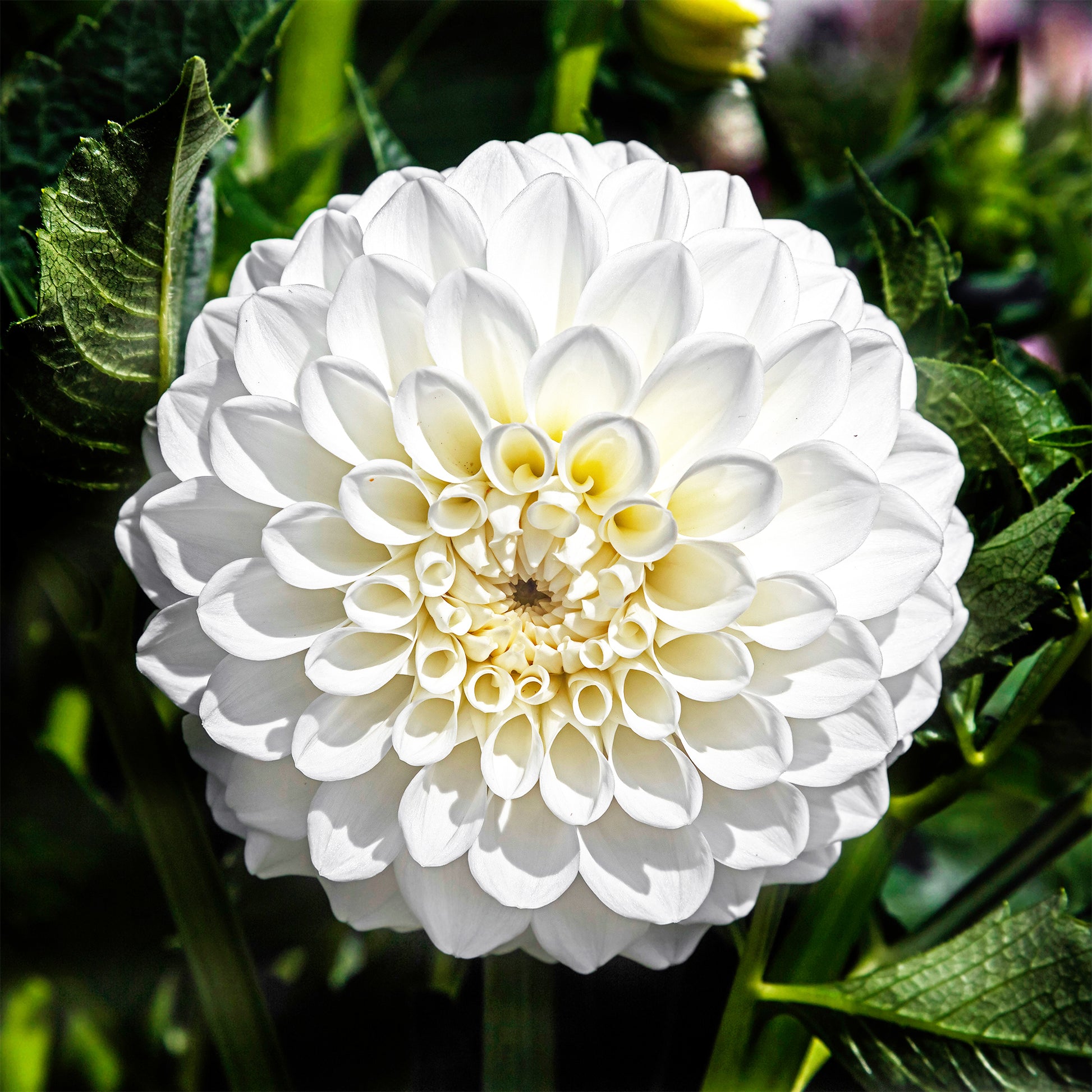 Dahlia's 'Boom Boom White' (x3) - Dahlia Boom Boom White - Bakker